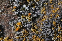 Phaeophyscia decolor image