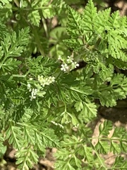 Osmorhiza brachypoda