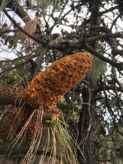 Cronartium conigenum