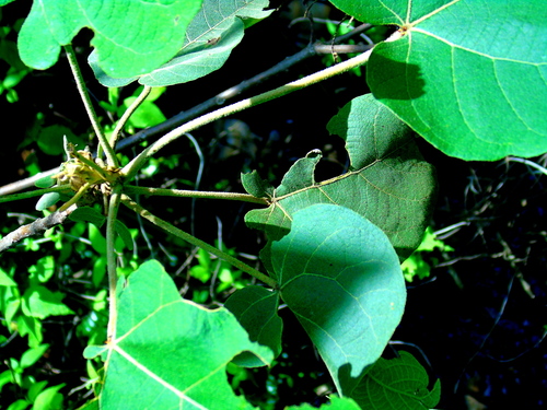 Croton draco - Leaves