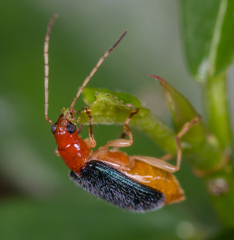 Trichobalya bowringii