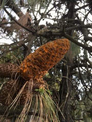 Cronartium conigenum