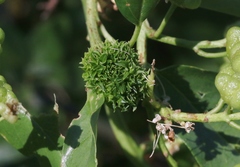 Asphondylia ceanothi