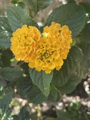 Lantana
