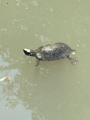 Trachemys scripta