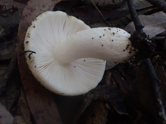 Russula marangania