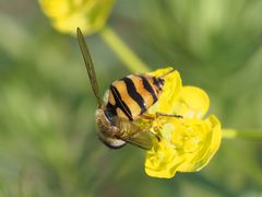 Parasyrphus nigritarsis