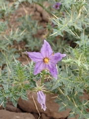 Solanum virginianum
