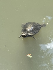 Trachemys scripta