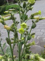 Nicotiana rustica