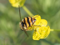Parasyrphus nigritarsis