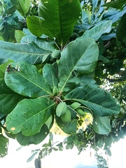 Terminalia catappa