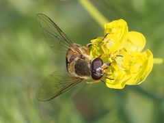 Parasyrphus nigritarsis