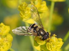 Parasyrphus nigritarsis