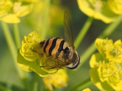 Parasyrphus nigritarsis