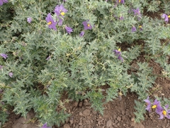 Solanum virginianum