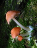 Scarlet Bonnet - Photo (c) shroomydan, some rights reserved (CC BY-NC)