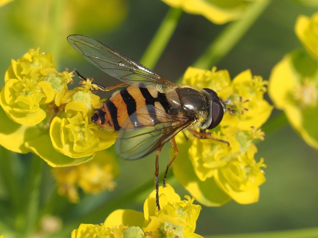 Parasyrphus nigritarsis