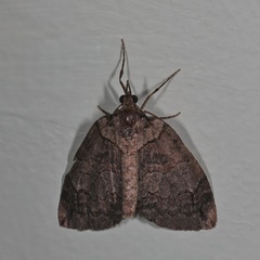 Hydriomena furcata