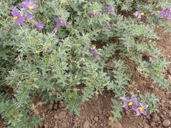 Solanum virginianum