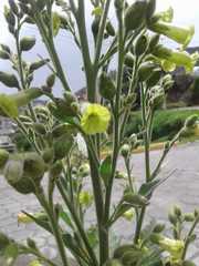 Nicotiana rustica