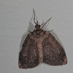 Hydriomena furcata