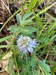 Hydrophyllum capitatum