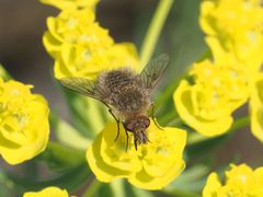 Conophorus virescens