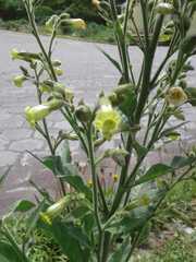 Nicotiana rustica