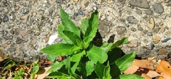 Erigeron sumatrensis