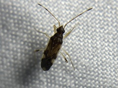 Ozophora burmeisteri