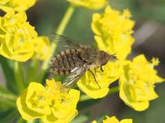 Conophorus virescens