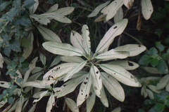 Heptapleurum arboricola