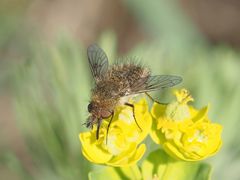 Conophorus virescens