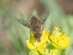 Conophorus virescens