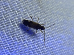 Ozophora burmeisteri