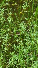 Nerodia fasciata confluens