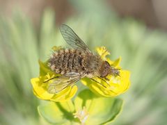 Conophorus virescens