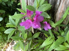 Rhododendron