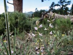 Astragalus flexuosus