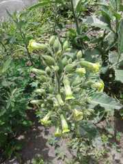 Nicotiana rustica
