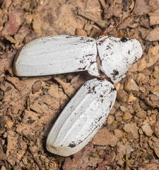 Cyphochilus apicalis
