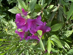 Rhododendron