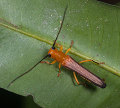 Oberea fuscipennis
