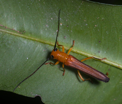 Oberea fuscipennis