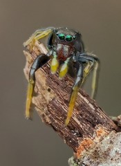 Damoetas nitidus