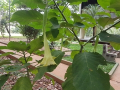 Brugmansia versicolor