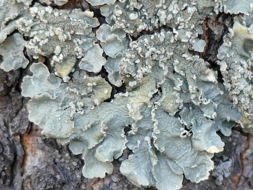 Powder-edged Speckled Greenshield