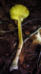 Amanita parcivolvata