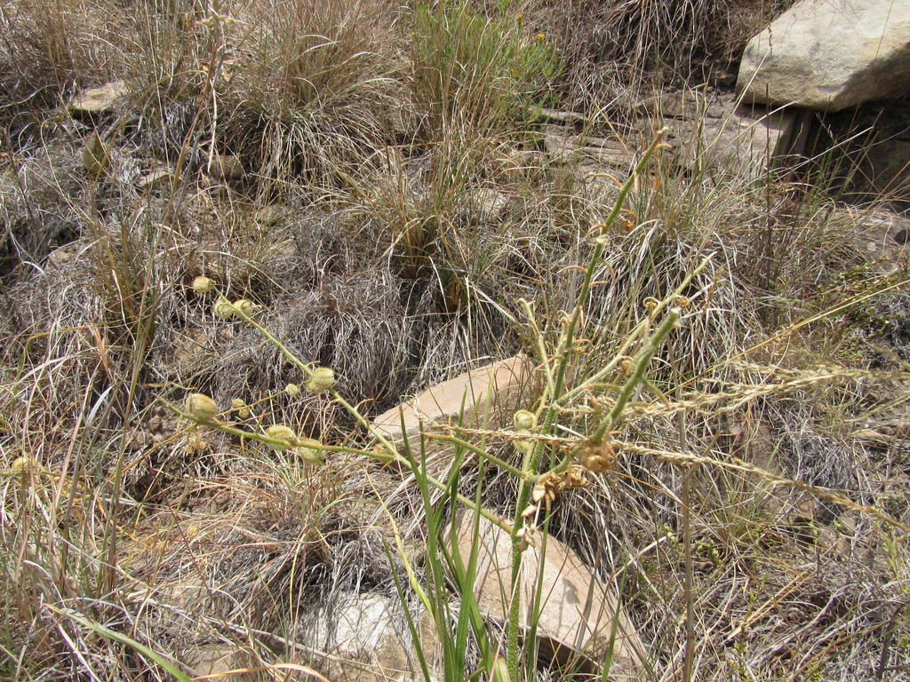 Trachyandra gerrardii, Fountainhead